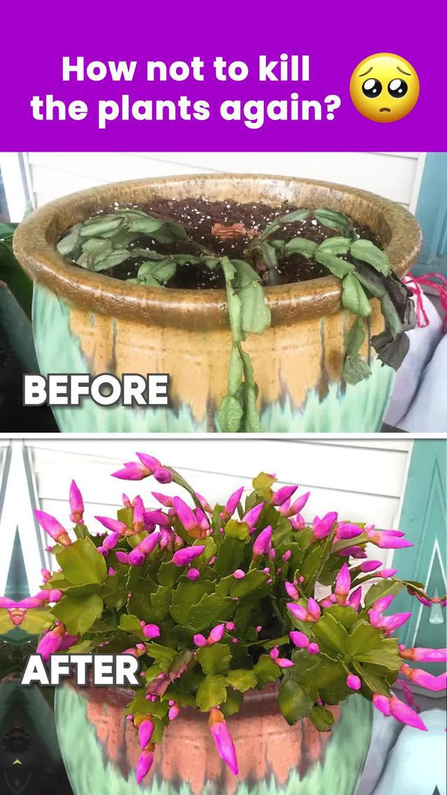 What care tips should you try this winter for your green buddy? Find out in PlantIn app!