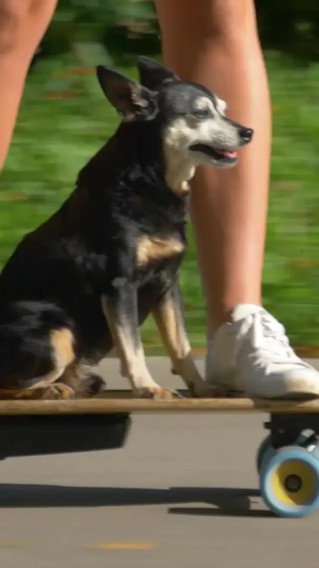 Translate pet language easily