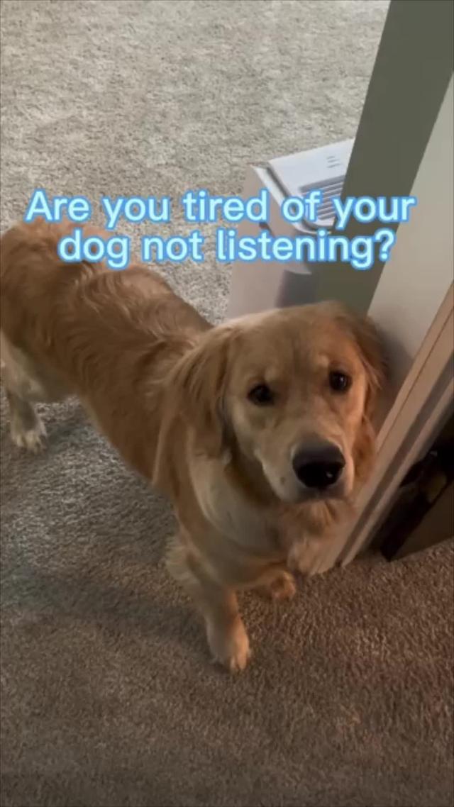 Start training your dog today!