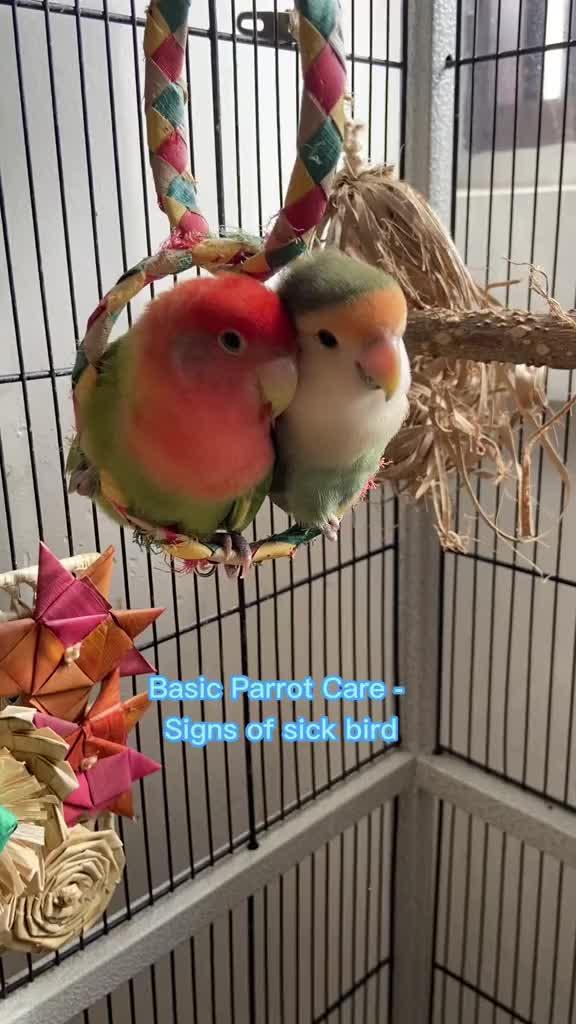 Our mission is to make veterinary care easy and accessible for pet parents everywhere, and it's always great to see that in action @thedrunkbirds