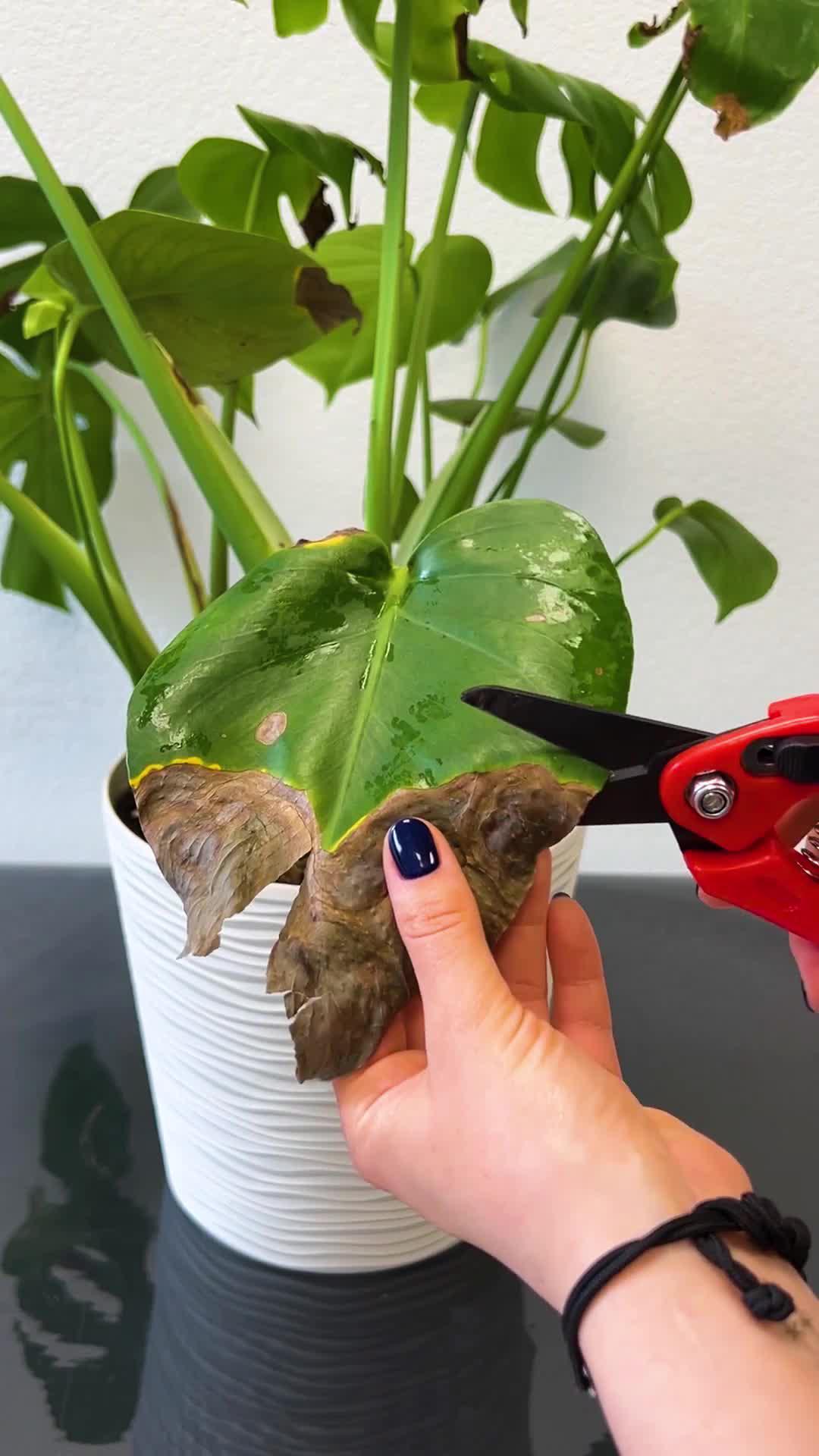 Unleash Your Green Thumb!