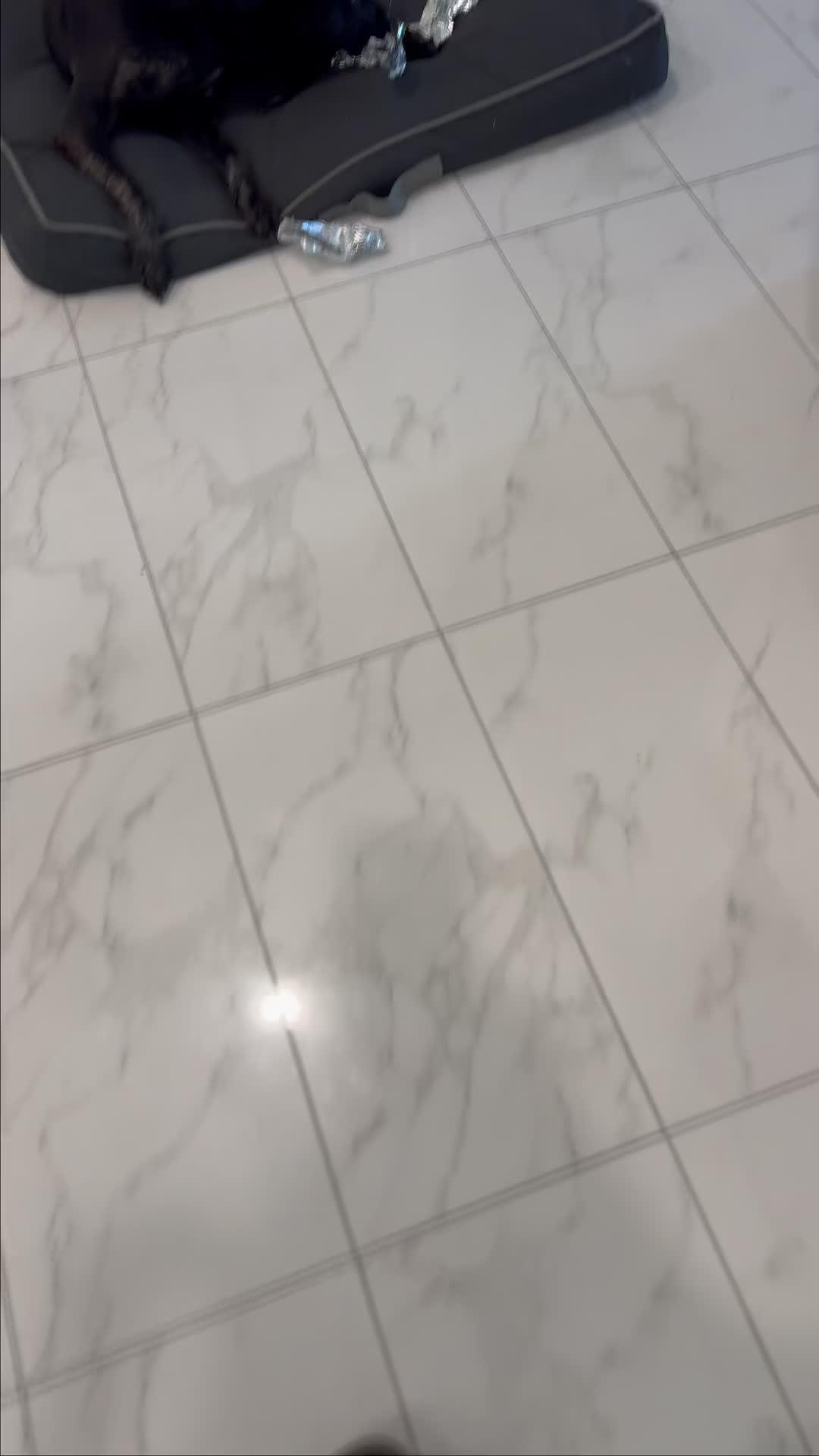 Transform your dog's behavior in days!