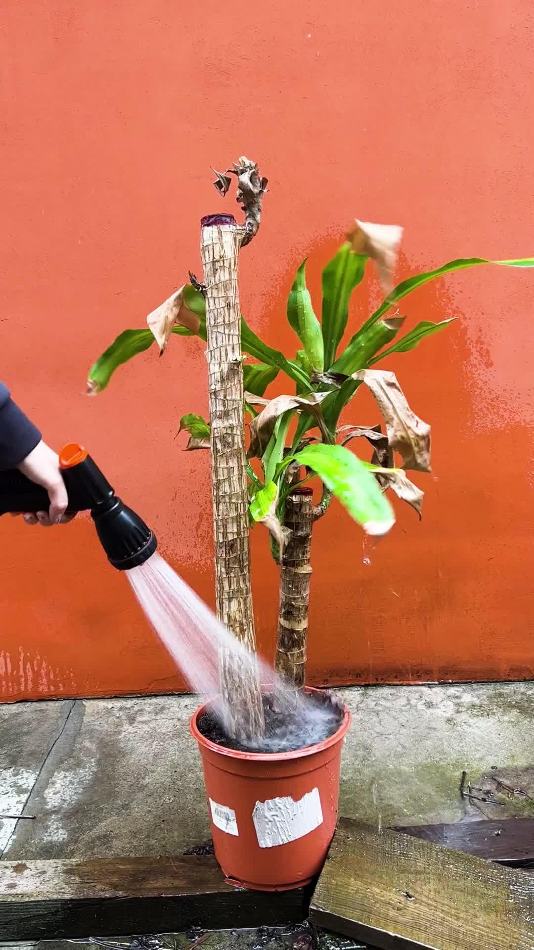 Tus plantas son nuestra responsabilidad.