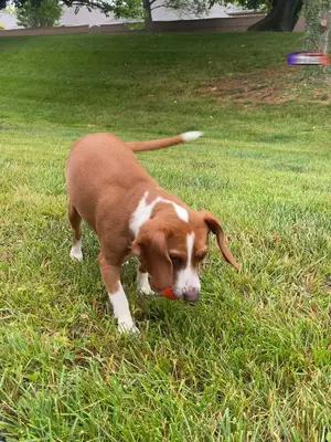 Start training your dog with number 1 dog training app!