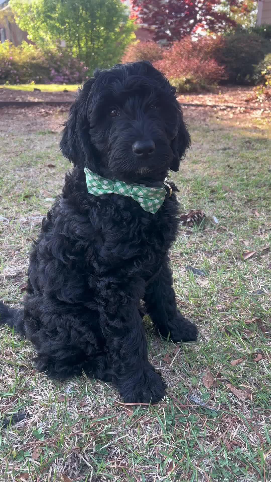 The best dog training app for your flurry friend!