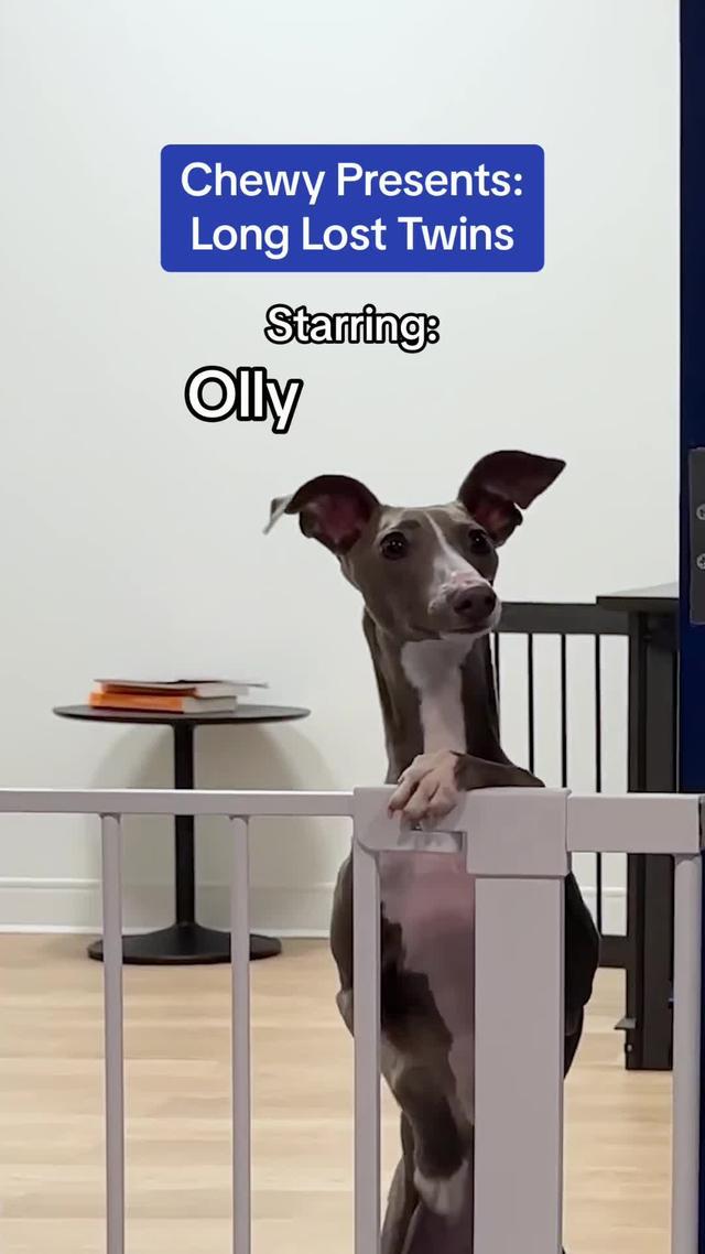 Better for pets. Easier for you! Shop the Chewy app today!