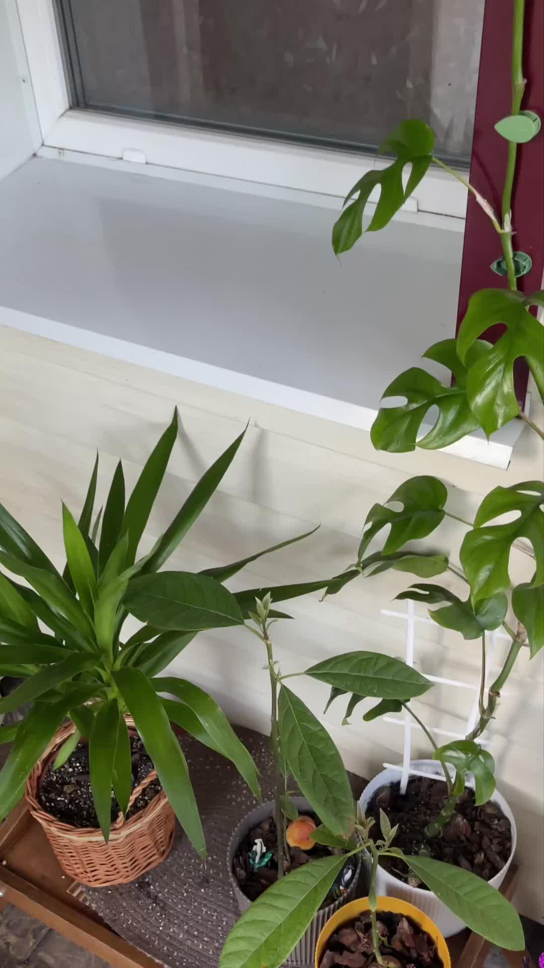 Track your plants' progress. Get personal notifications on plant care