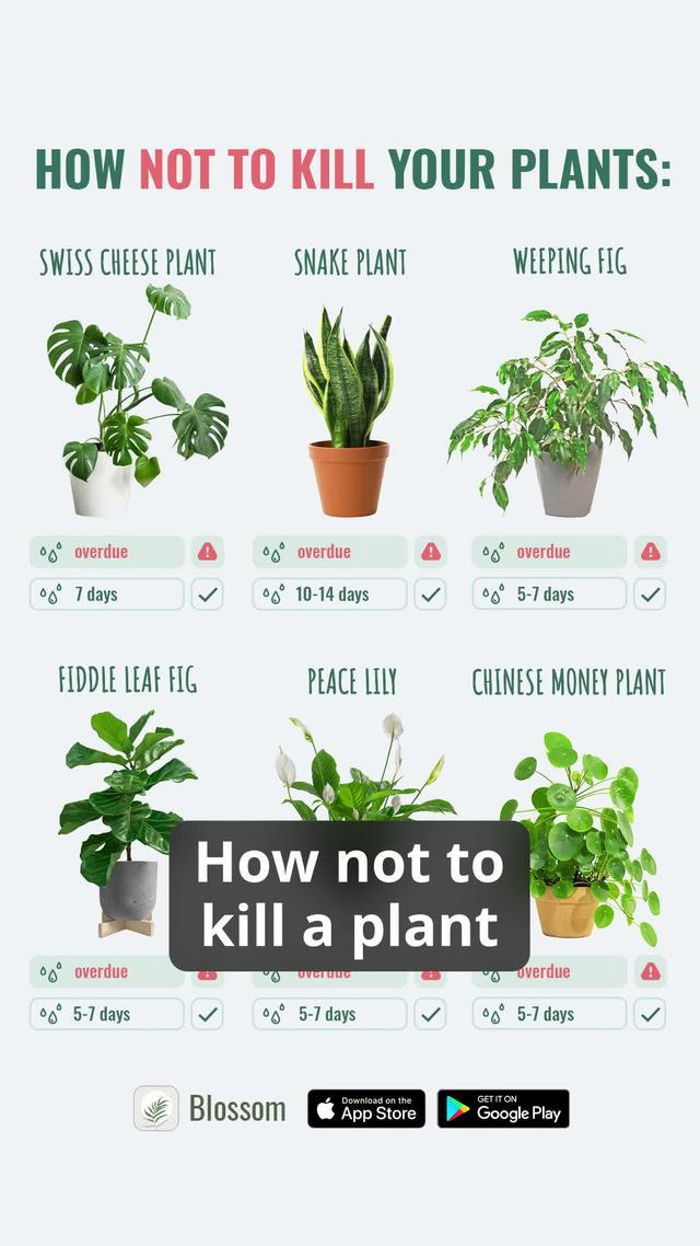 How not to kill a plant.