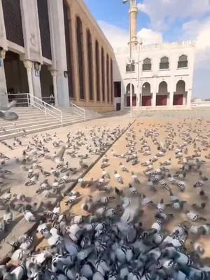 Explore Makkah and Madinah today!