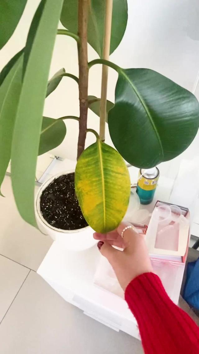 PlantIn can help with any kind of struggle with your plants. Check our features and find out how!