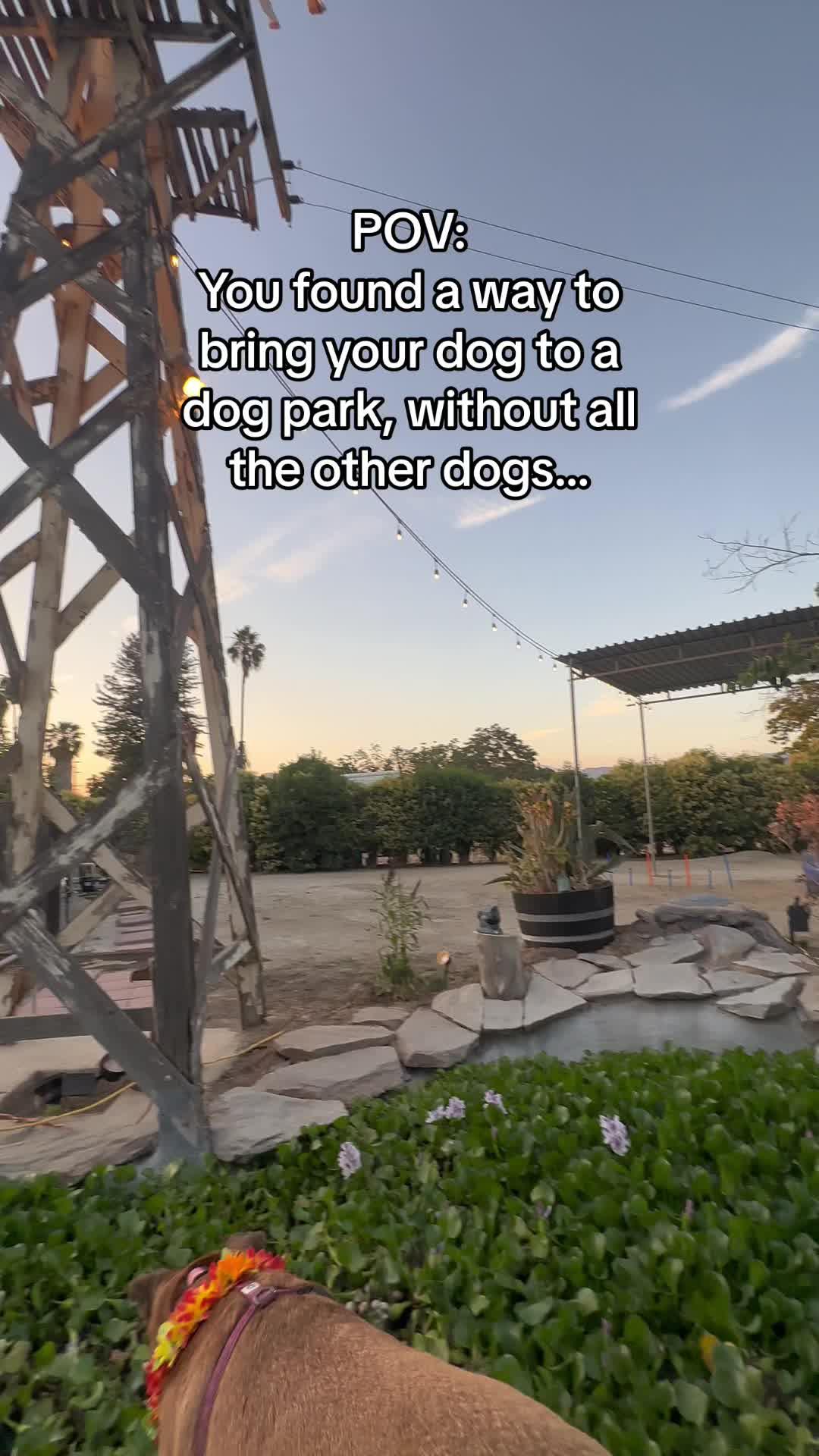 When your dog loves the dog park, just not the other dogs at the park you book a Sniffspot! 👊#sniffspot #sniffspots #privatedogparks #dogpark #dogparks #reactivedog #privatebackyard #privatedogpark #swimmimg #dogsthatswim #dogsinpools