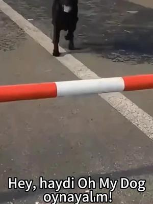 100'den Fazla Köpek Kahraman