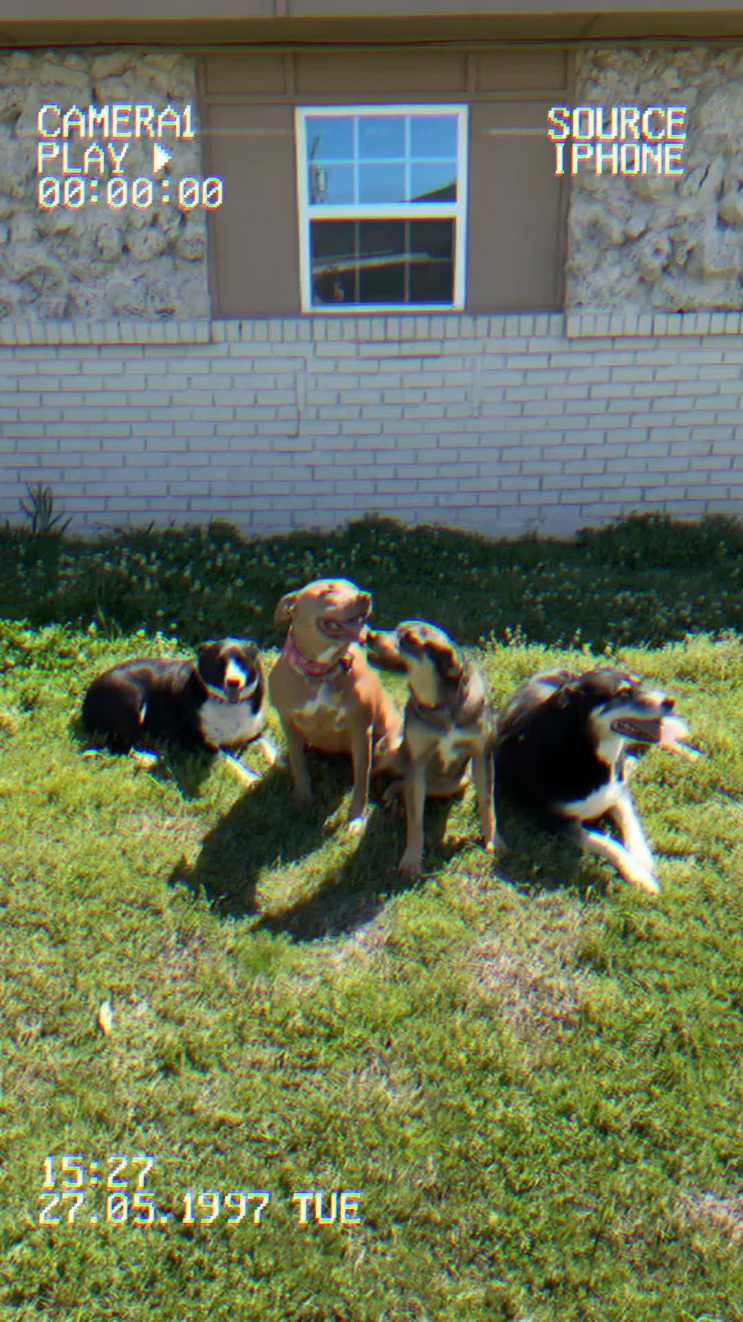 Elevate Your Pup's Skills in days!