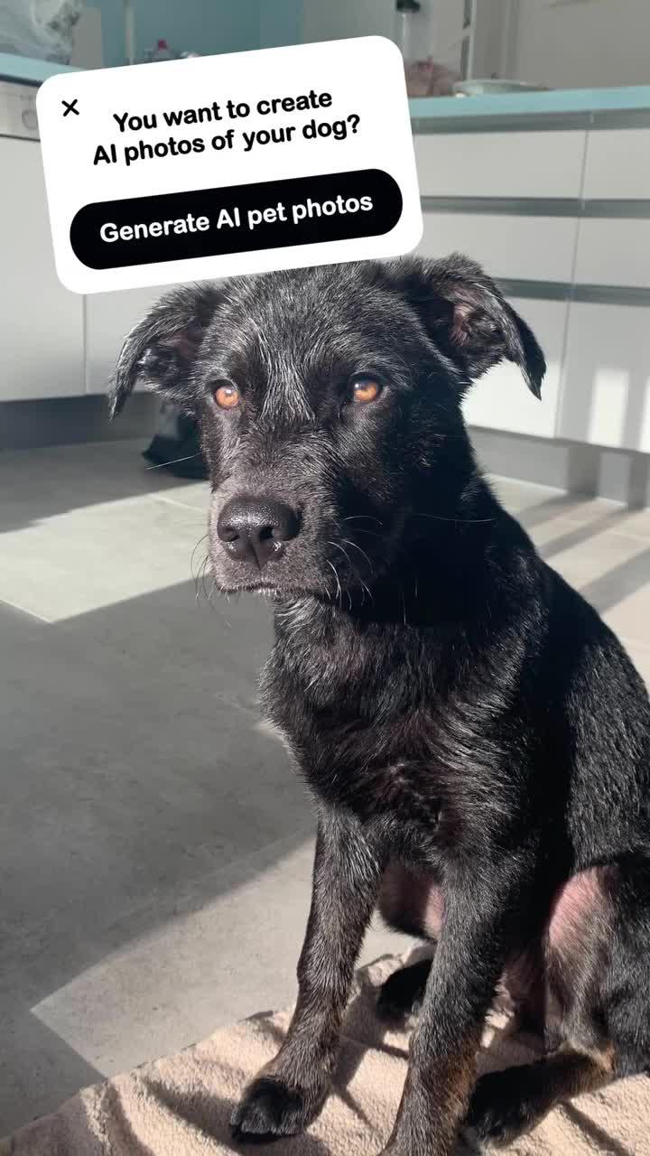 Animal one click AI face changing, fun gameplay keeps playing, give your beloved pet a try now