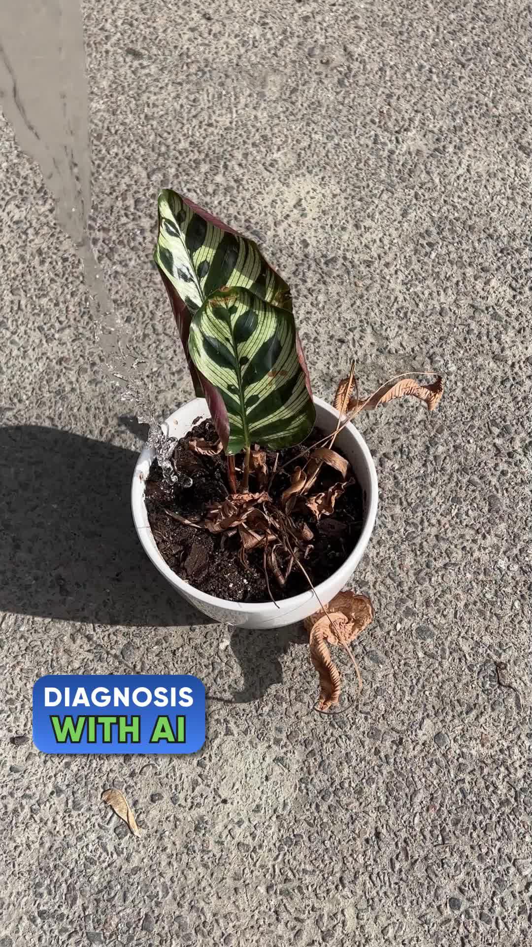 Never kill your plant again. Download AI-powered plant care app PlantIn for free now!