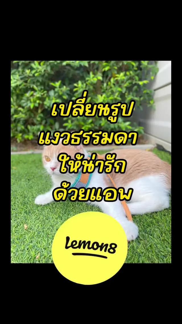 แอพที่ทำให้การแต่งรูปเป็นเรื่องง่าย 🍋 @Lemon8 TH #Lemon8Thailand 🍋🐱🐶 #lemon8pets 