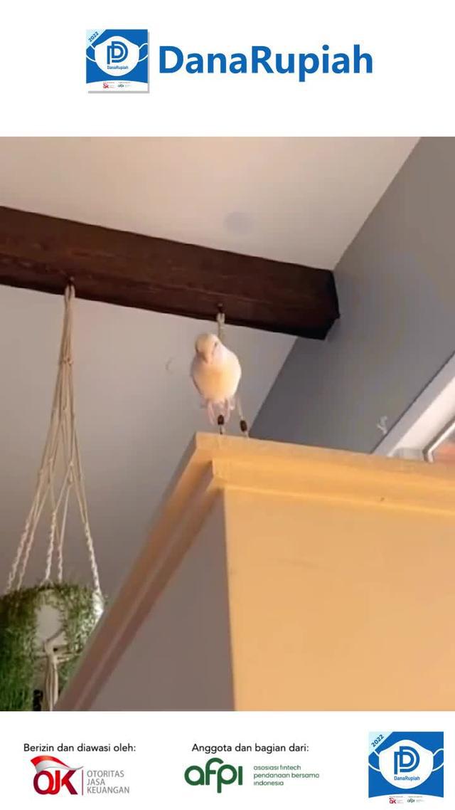 Bersertifikat resmi, dapatkan uang tunai dalam 1 min