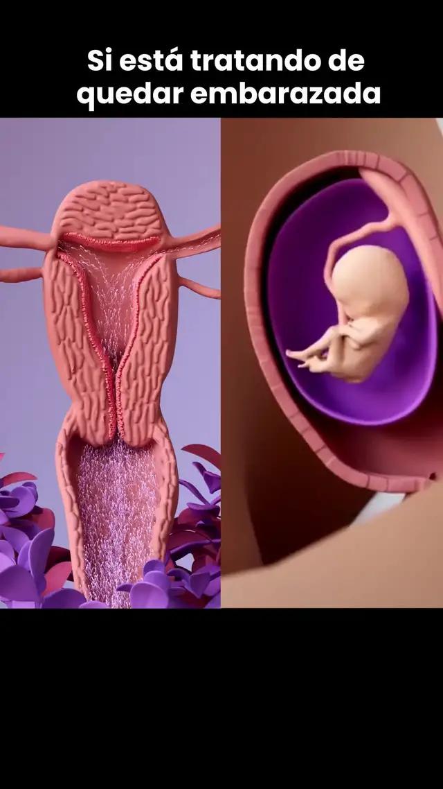 EMBARAZARSE MÁS FÁCILMENTE Obtén información sobre la fertilidad en tiempo real