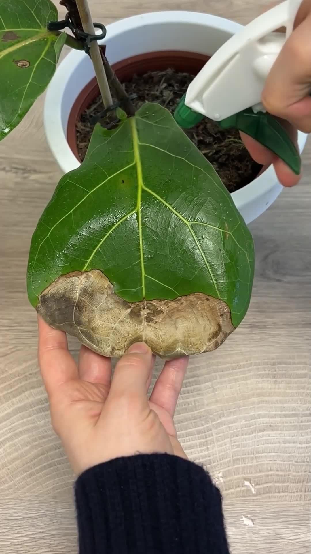 Need tips to save your plant?