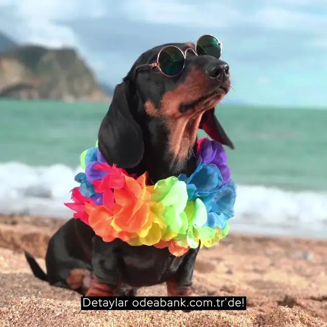 %50'ye Varan Faiz Fırsatını Kaçırma! Hemen Odealı Ol!