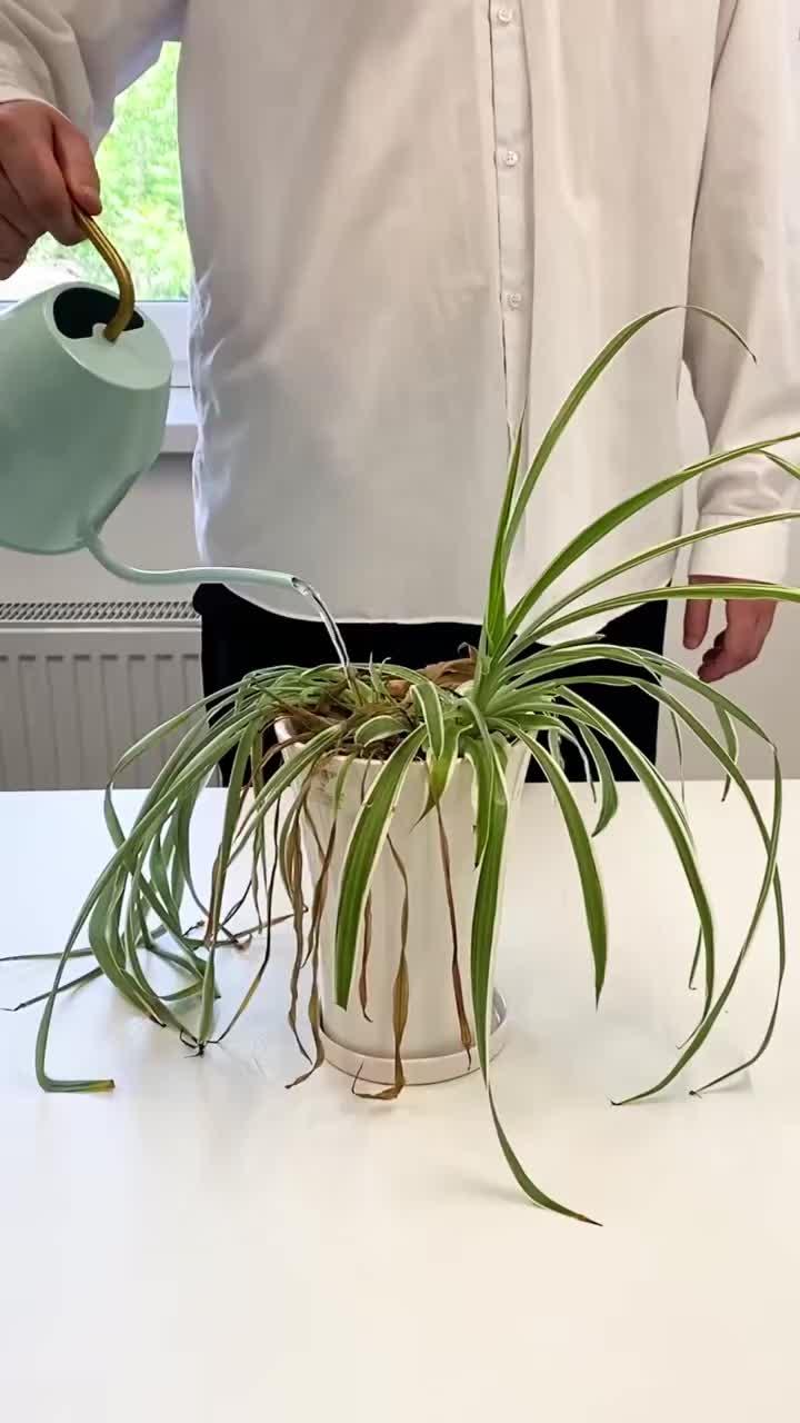 grow a plant in ur phone