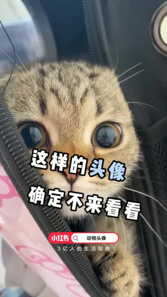 小紅書，年輕人的新潮流！來小紅書搜尋<動漫頭像>吧！