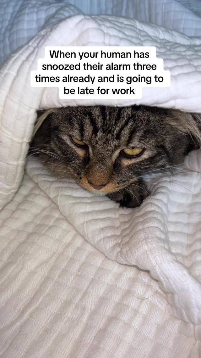 Be honest who is sleepier you or your cat 🥱 #WorkHumor #CatsOfTikTok #WFH #Indeed