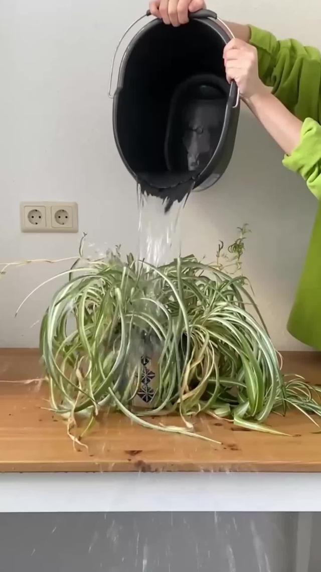 PlantApp is the best place to learn about them and how to care for your plants!