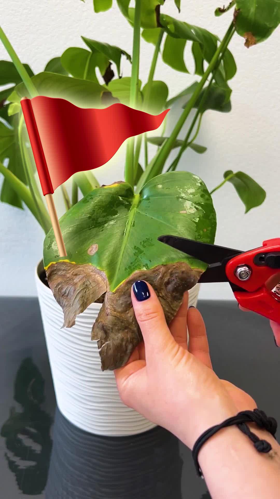 Unleash Your Green Thumb!