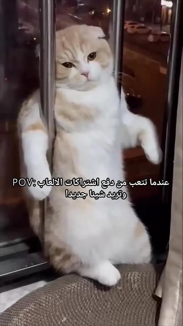 سمعت أنك بارع في لعب البلوت؟