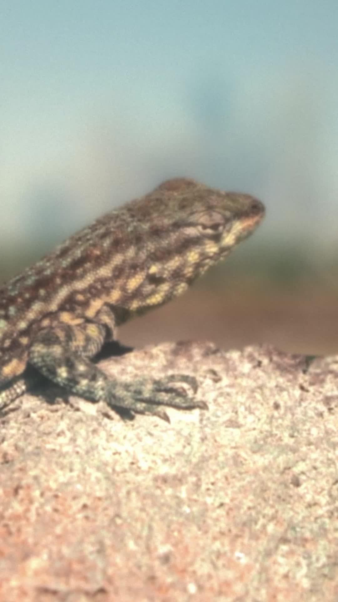 The hunt continues this summer!