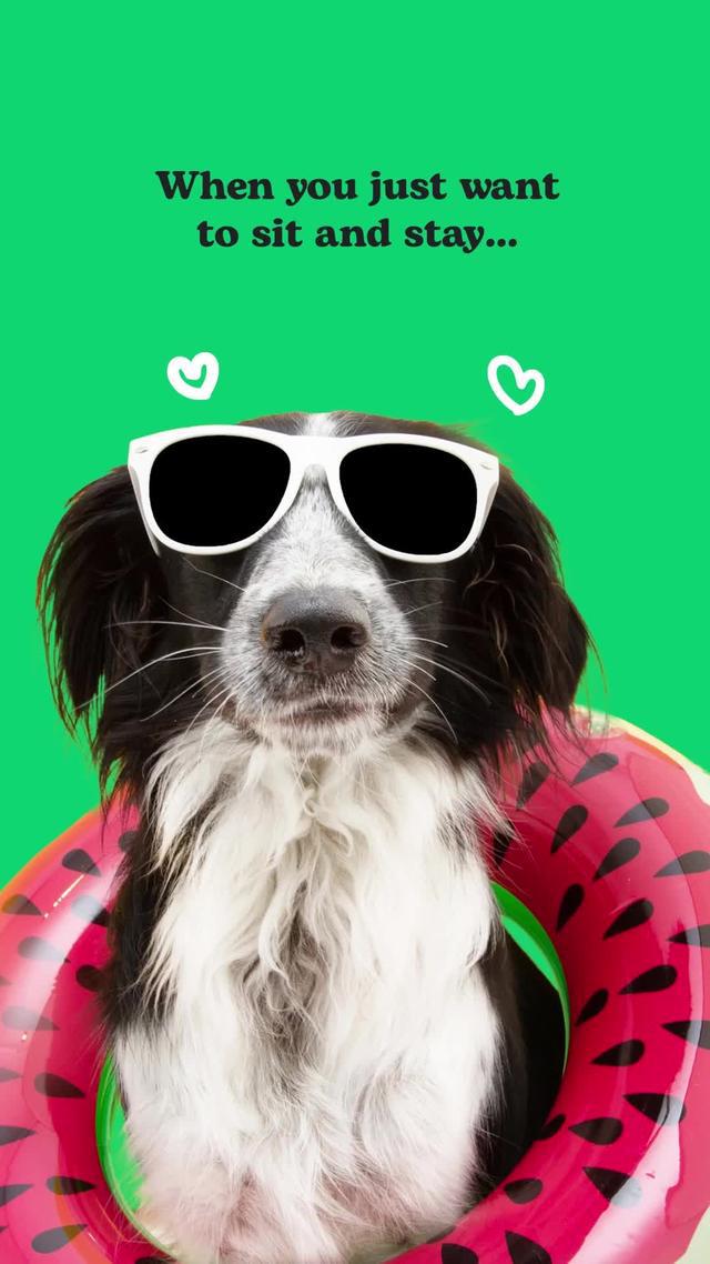 Let Rover introduce you to your next loving sitter or walker in your area.