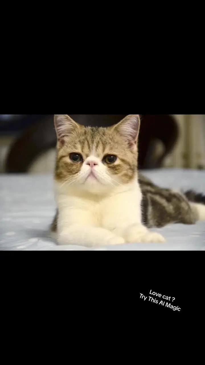 AI+cats= wow cute piecs #catstyle #cat #ai 