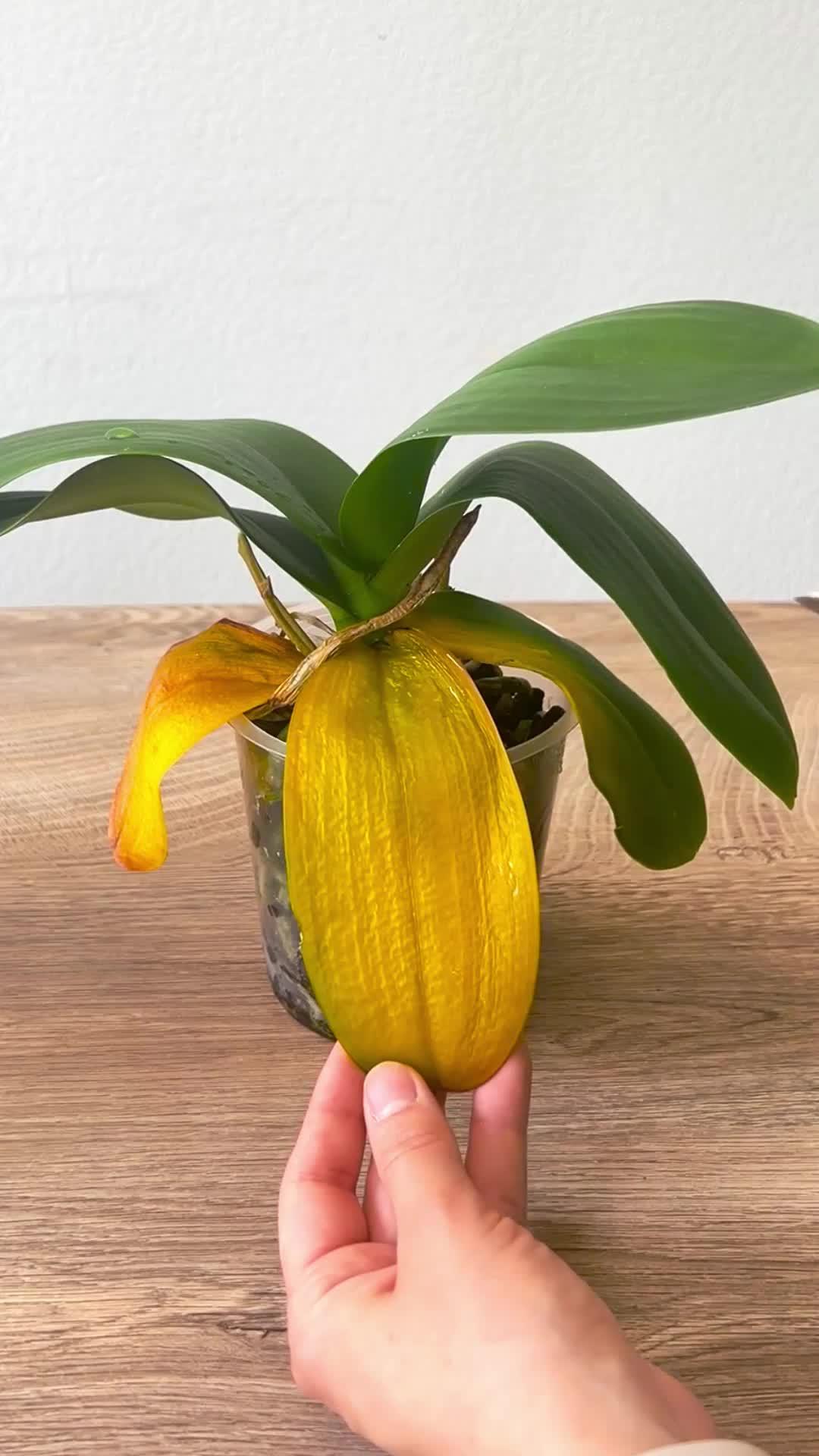 Soin des plantes est facile!