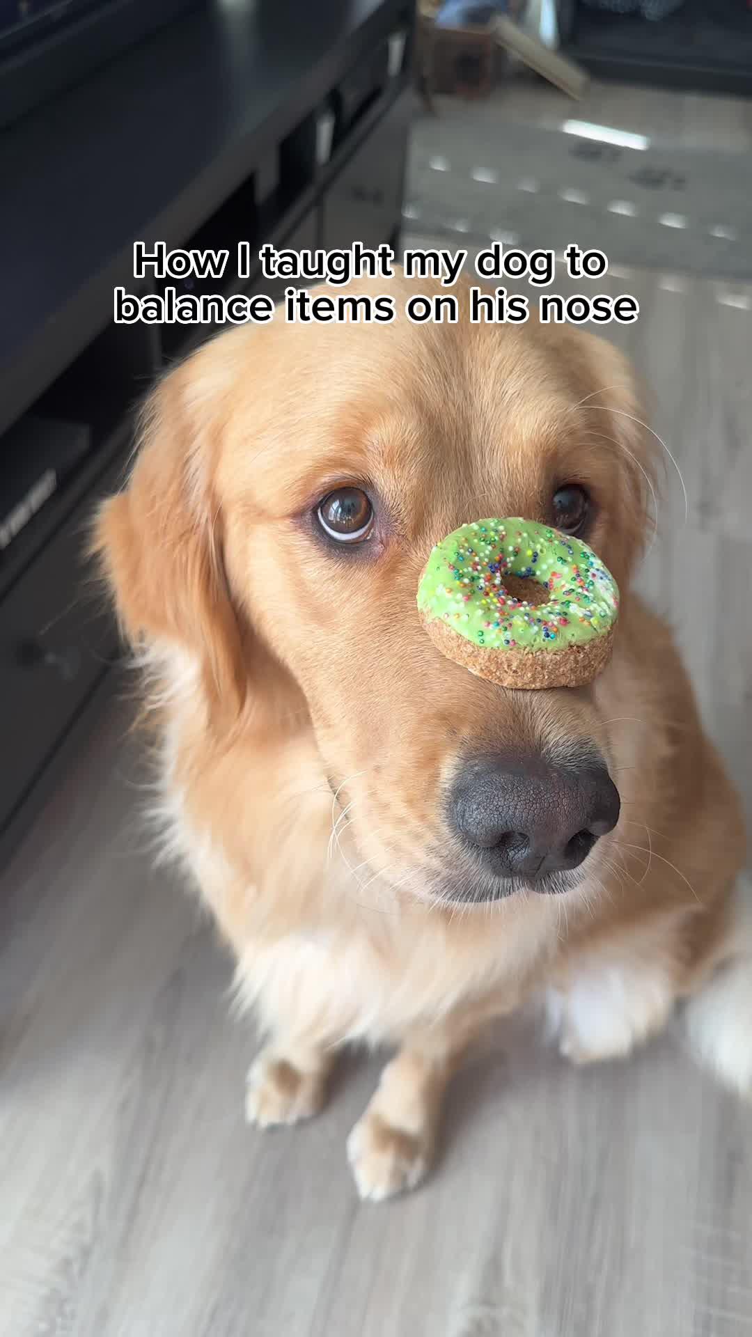 The best dog training app for your flurry friend!