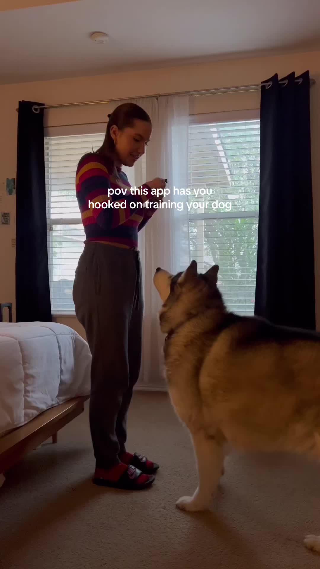 The best dog training app for your flurry friend!