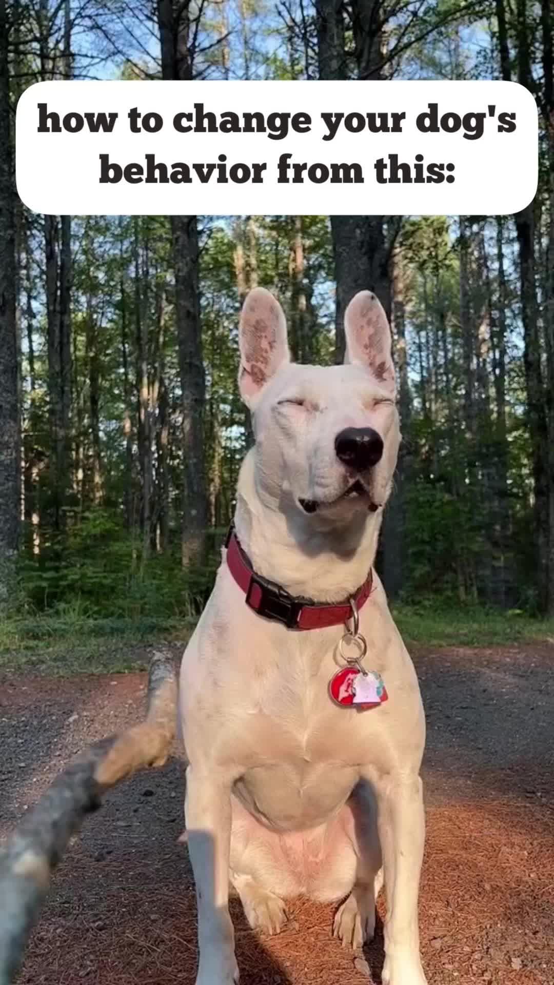 Dog Training App №1 in US