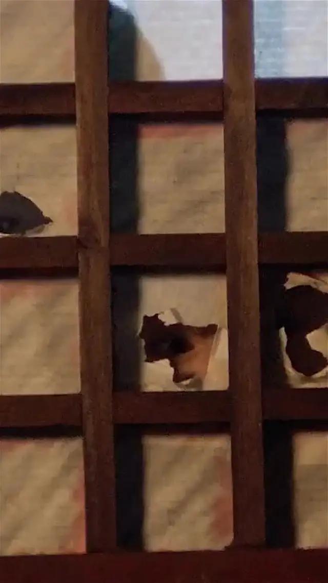 11月手遊精選：新倚天屠龍記丨正統多角色養成武俠新作丨江湖就要玩真的！