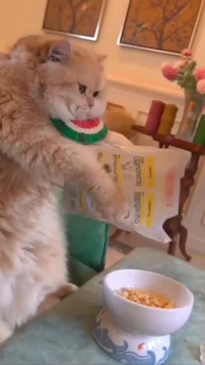 自分だけのねこレストランを開いて、ネットで一番人気のレストランにしよう！