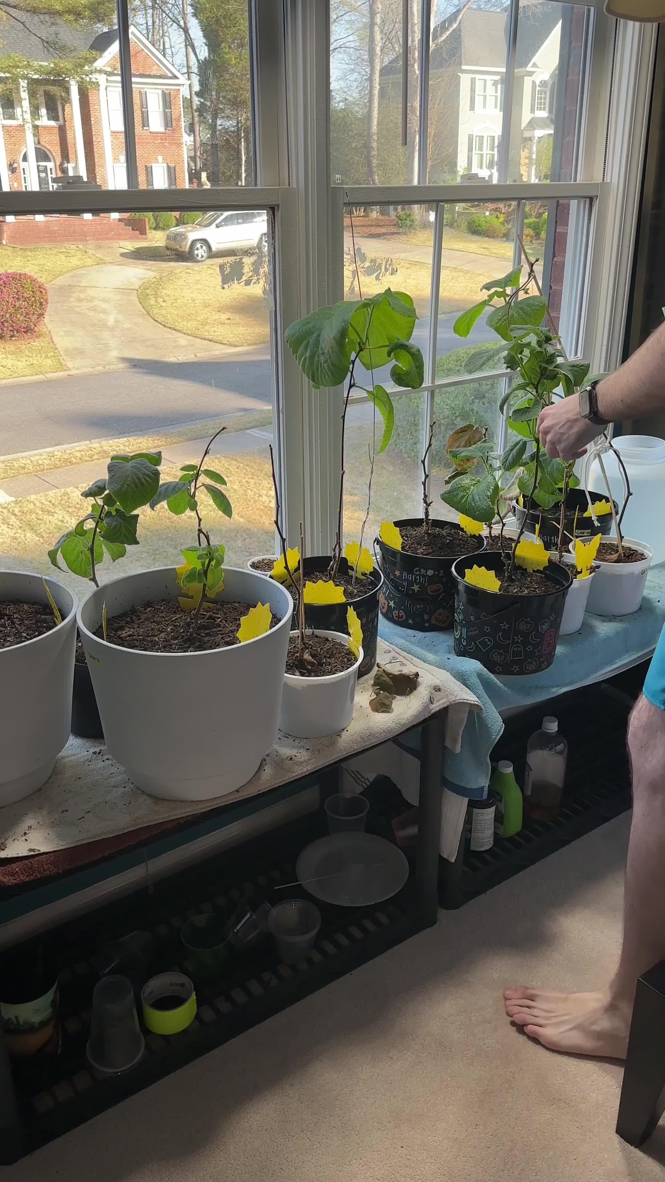 Identify any plant & diagnose plant diseases instantly!