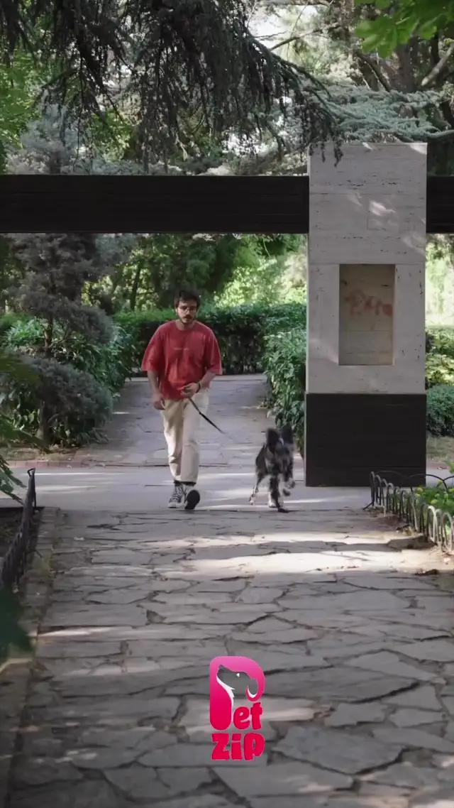 Cebinizdeki Köpek Eğitmeni PetZip'le tanışın. Uygulamayı indirin ve eğitimlere başlayın!