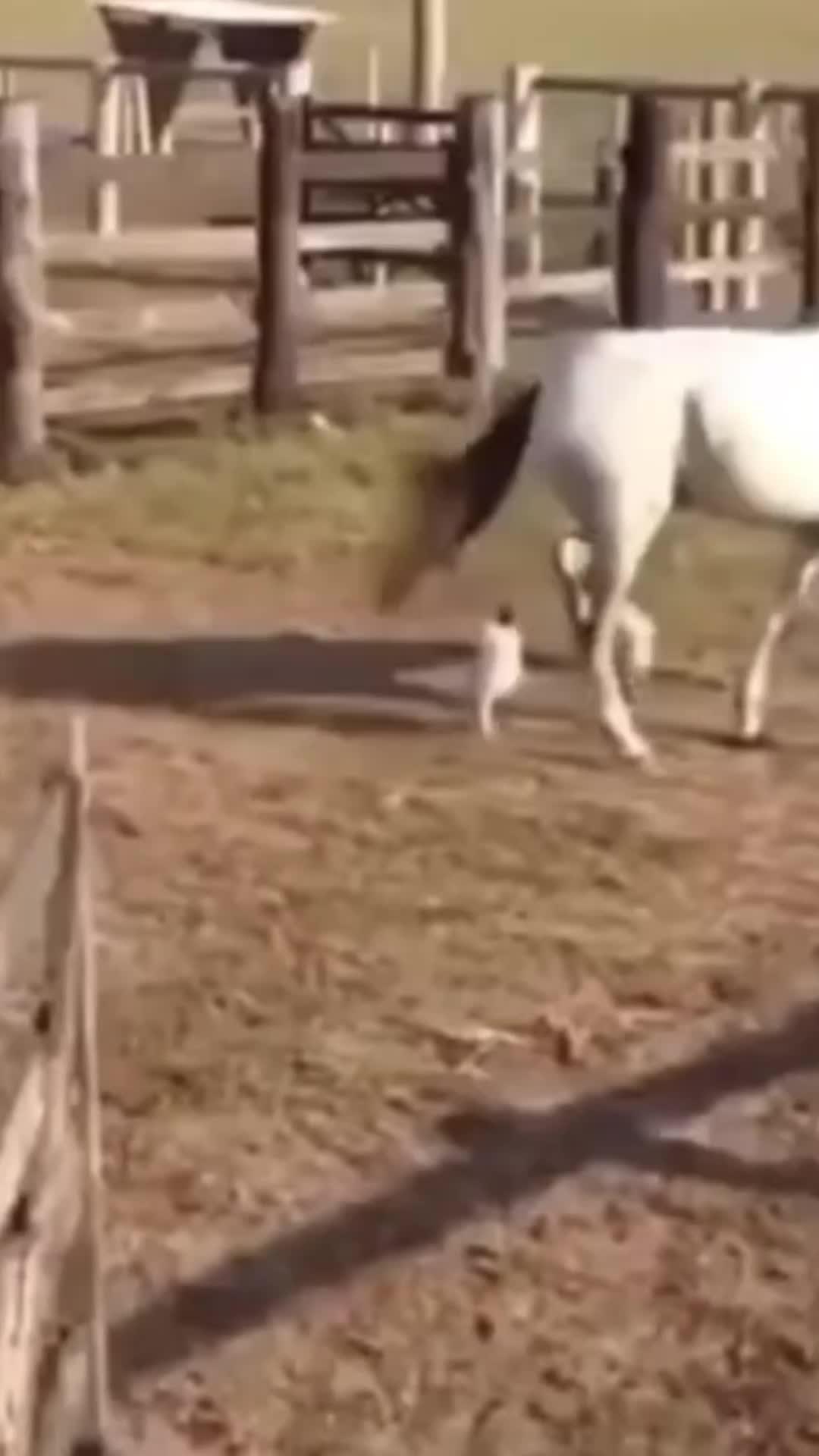 When in doubt, just foodpanda it!