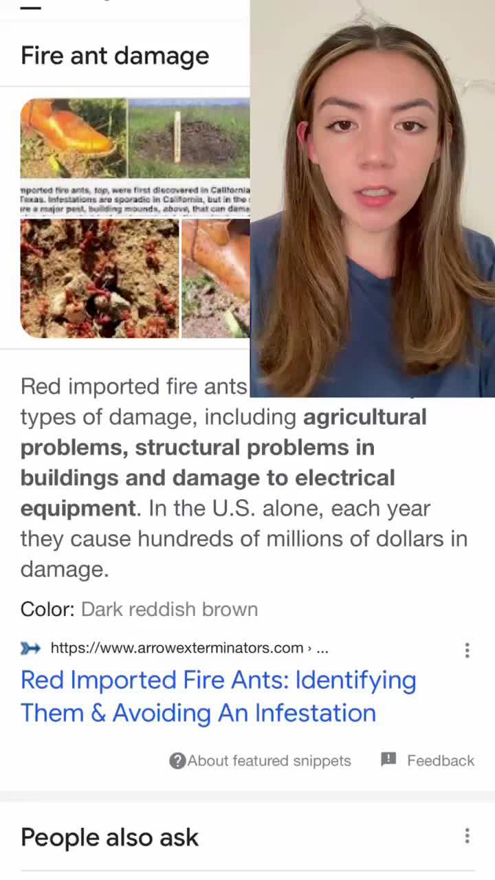 Discover thousands of ants！
