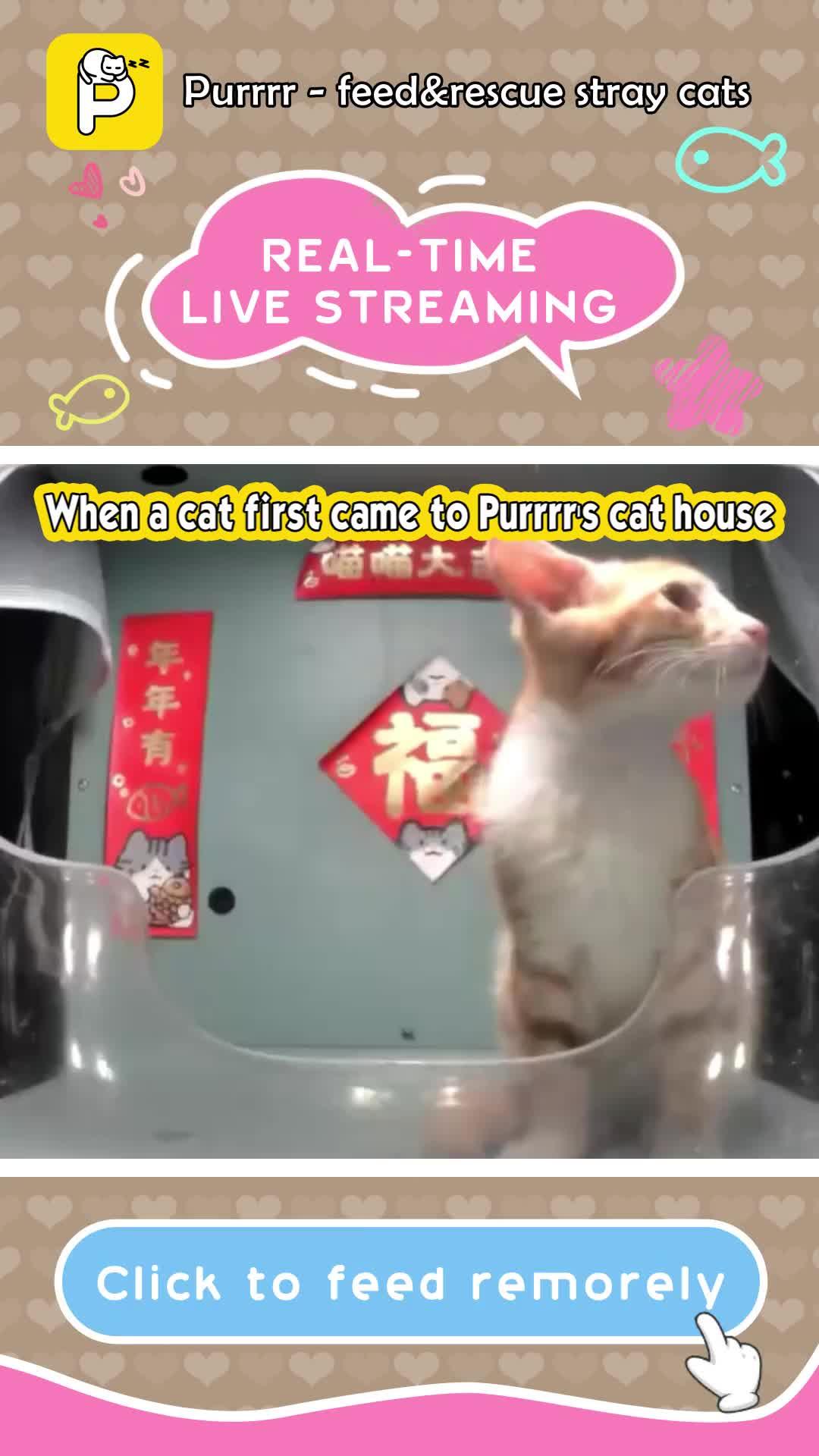 Purrrr -feed&rescue stray cats: Online Feeding Entertainment