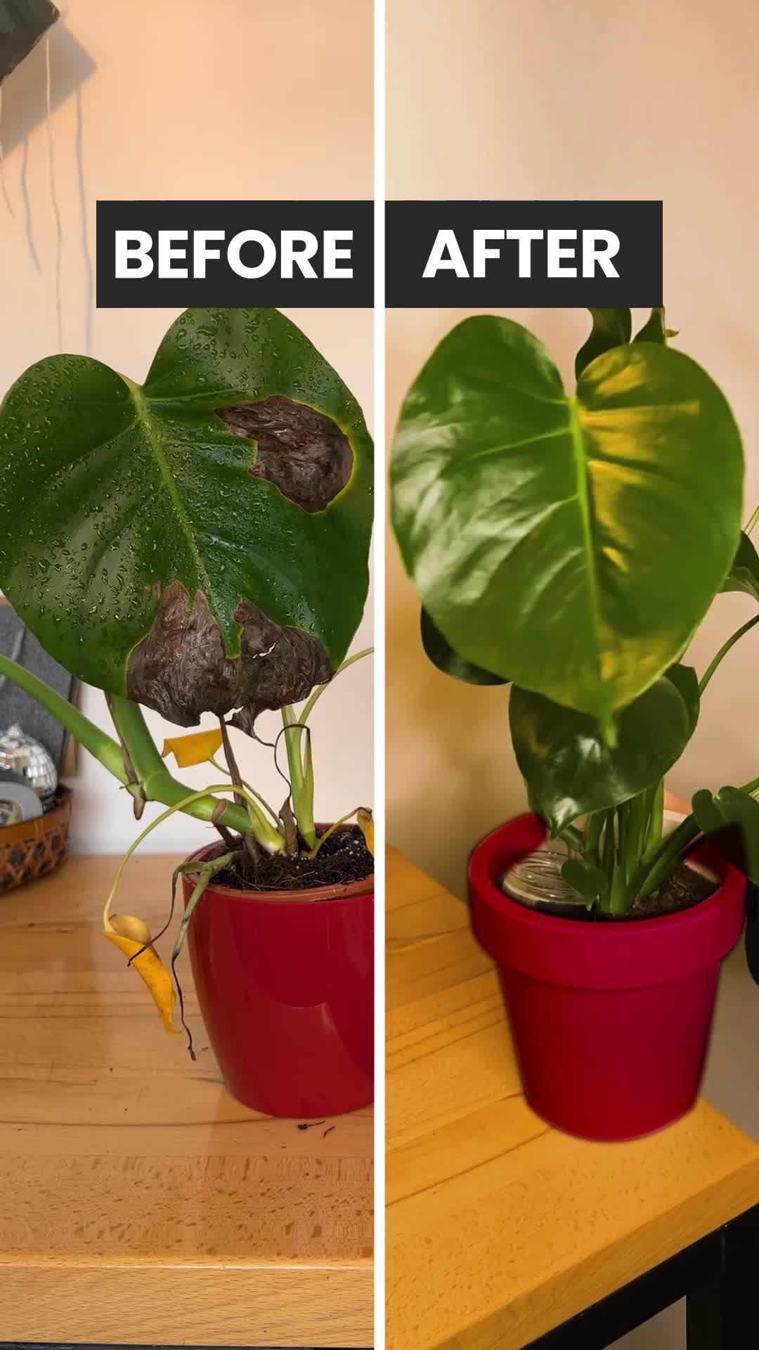 Give your plants the care they deserve! Download PlantIn for FREE