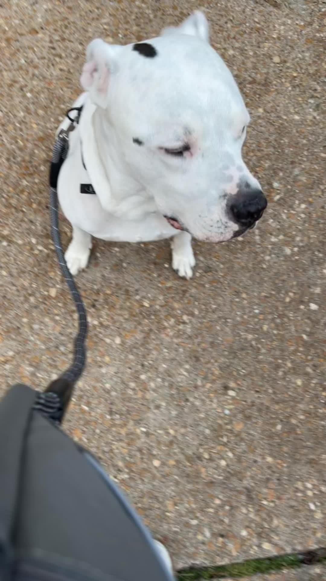 Elevate Your Pup's Skills in Days with Woofz!