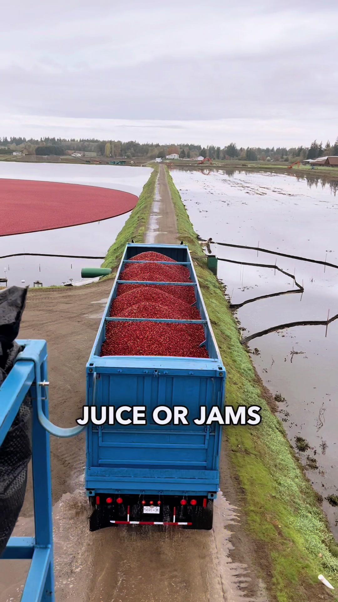 Harvesting Cranberries! One of the coolest on farm harvests is cranberries, so glad my cousin Cranberry Carson got to show me how it’s done! #farmtok #howitsmade #cranberries #agriculture #cranberry