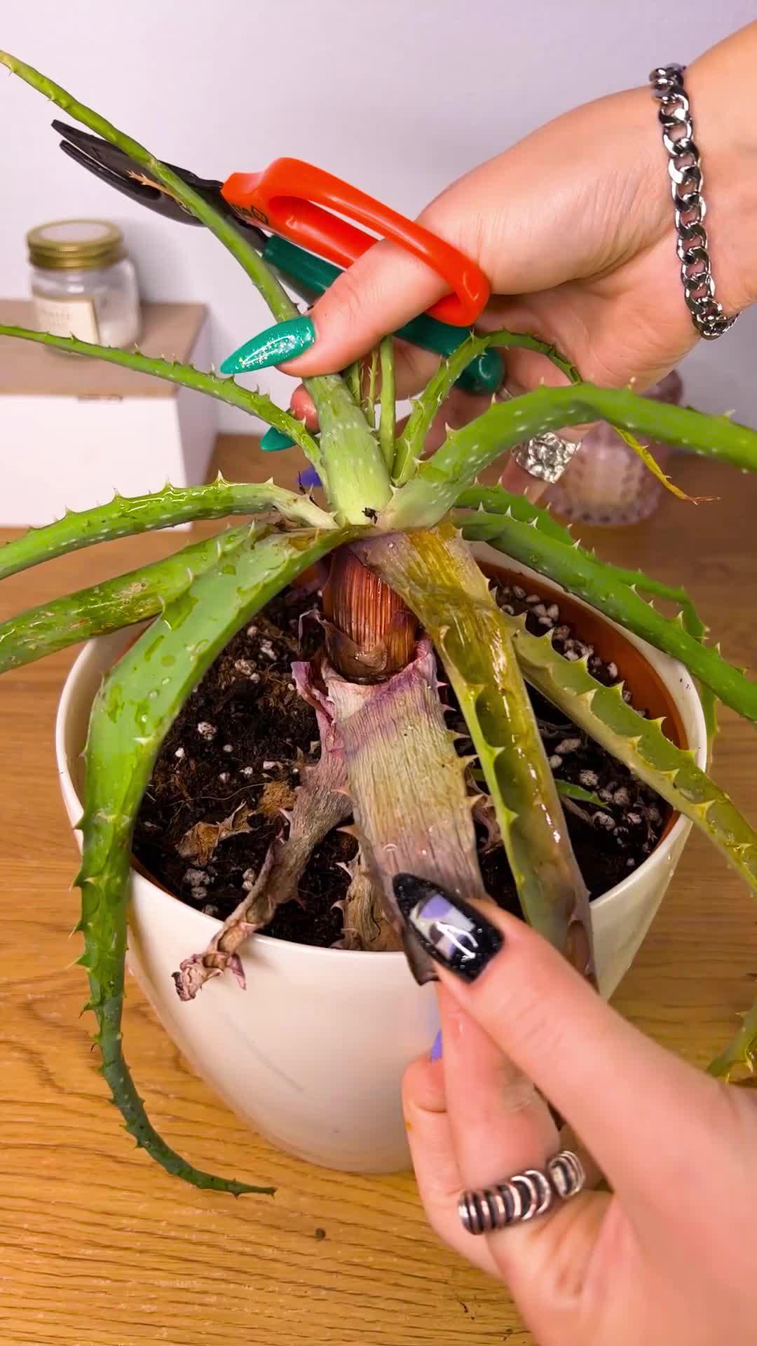 Master plant care this spring!