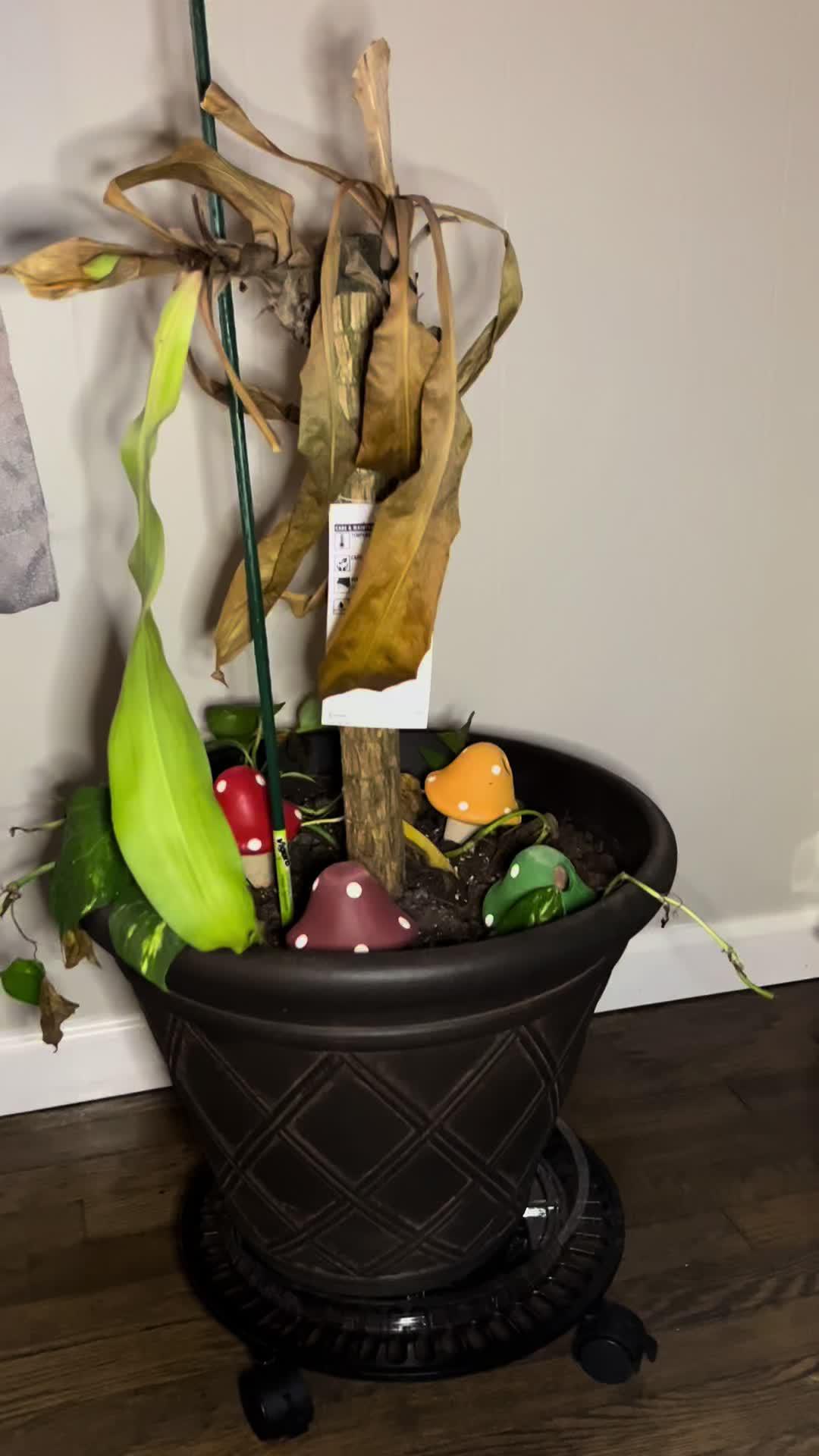 Cure your plant in easy steps!