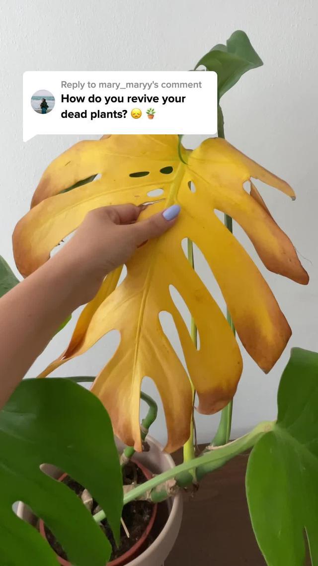 Spot plant issues before they blossom - Expert tips inside!